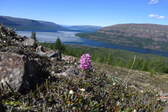 Pedicularis alopecuroides
