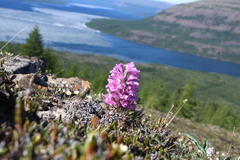 Pedicularis alopecuroides
