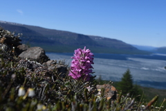 Pedicularis alopecuroides