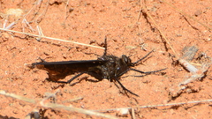 Daspletis vespertilio
