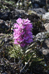 Pedicularis alopecuroides