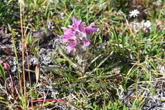 Pedicularis alopecuroides