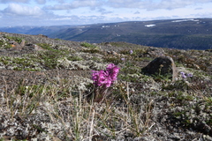 Pedicularis alopecuroides