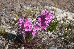 Pedicularis alopecuroides