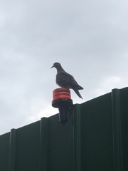 Streptopelia orientalis