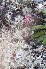 Pedicularis amoena