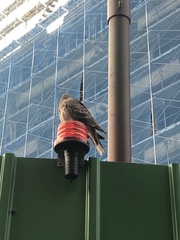 Streptopelia orientalis