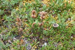 Pedicularis amoena