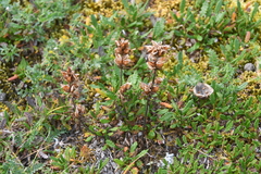 Pedicularis amoena