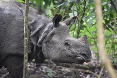 Rhinoceros unicornis