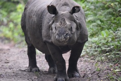 Rhinoceros unicornis
