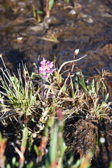 Pedicularis hirsuta
