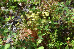 Splachnum luteum