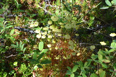 Splachnum luteum