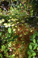 Splachnum luteum