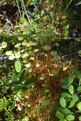 Splachnum luteum