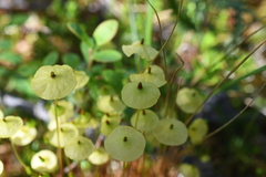Splachnum luteum