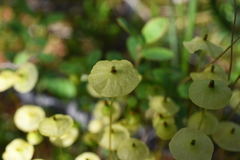 Splachnum luteum