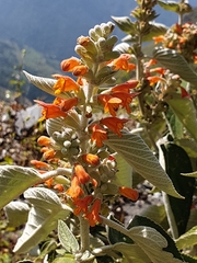 Colquhounia coccinea