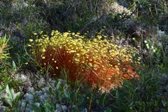 Splachnum luteum