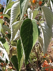 Colquhounia coccinea