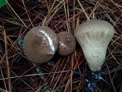 Lycoperdon nigrescens