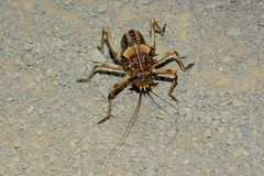 Acanthoproctus
