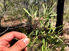 Denhamia cunninghamii