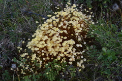 Splachnum luteum