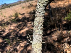 Denhamia cunninghamii