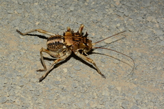Acanthoproctus