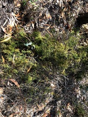 Maireana microphylla