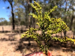 Maireana microphylla