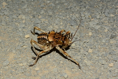 Acanthoproctus