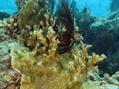 Echinopora mammiformis