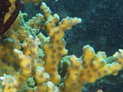 Echinopora mammiformis