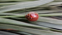 Paropsisterna bimaculata