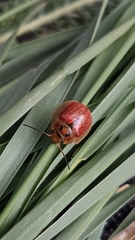 Paropsisterna bimaculata