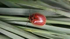 Paropsisterna bimaculata