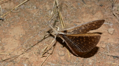 Bactrododema tiaratum