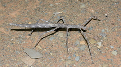 Bactrododema krugeri