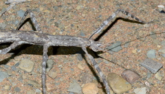 Bactrododema krugeri