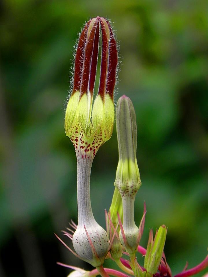 Ceropegia vincifolia