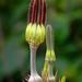 Ceropegia vincifolia - Photo 由 S.MORE 所上傳的 (c) S.MORE，保留部份權利CC BY-NC