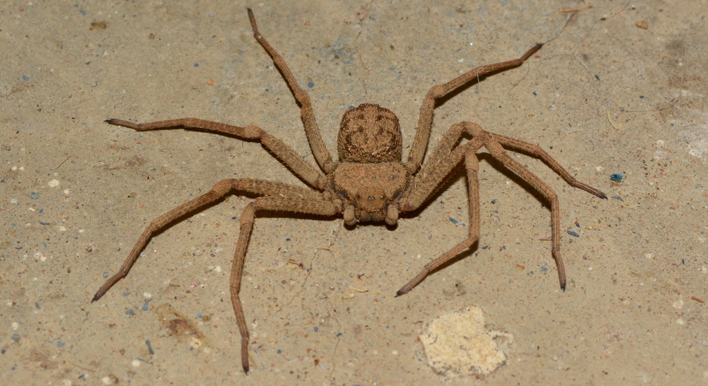 African Six-eyed Sand Spiders