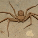African Six-eyed Sand Spiders - Photo (c) Ryan Tippett, some rights reserved (CC BY-NC), uploaded by Ryan Tippett