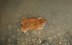 Poyntonophrynus vertebralis