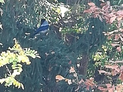 Corvus cornix