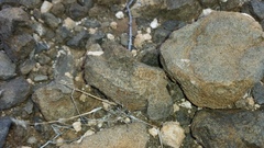 Trachypetrella anderssonii