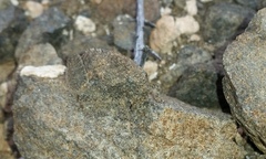 Trachypetrella anderssonii